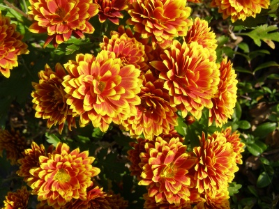 Chrysanthemum 'Etna'